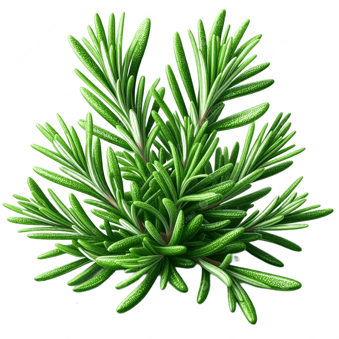 Green Rosemary herb seeds