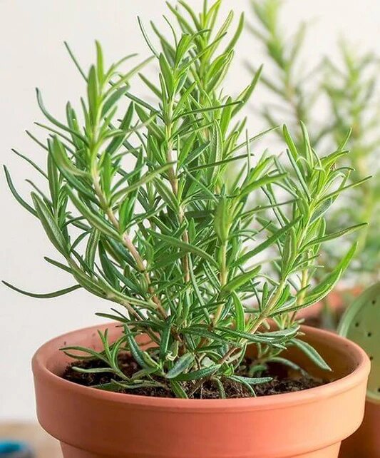 Rosemary Seeds – Heirloom Non-GMO High Germination Seeds for Edible &amp; Ornamental Gardens