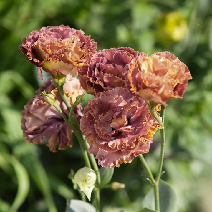 Brown Lisianthus Flower Seeds – Heirloom, Non-GMO, High Germination Seeds