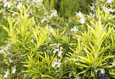 Golden Rain Rosemary Plant Seeds for Planting – Heirloom Non-GMO High Germination Organic Garden Seeds