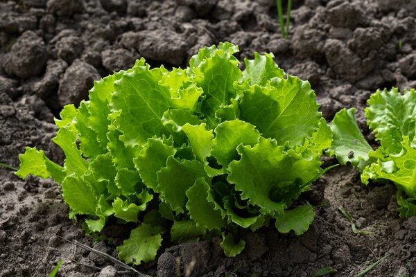 Batavia Plant Seeds – Heirloom, Non-GMO, High Germination Organic Garden Seeds for Planting Fresh &amp; Crisp Herbs