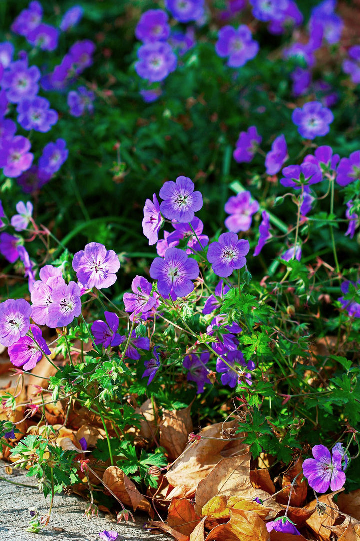 Purple Geranium Flower Seeds – Heirloom Non-GMO High Germination Seeds
