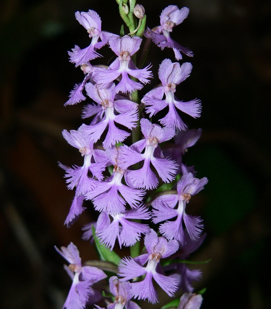 Lavender Platanthera Flower Seeds – Heirloom, Non-GMO, High Germination Seeds