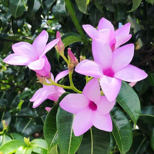 rubbervinecryptostegiagrandifloraheirloomnongmohighgerminationorganicgarden flower seeds