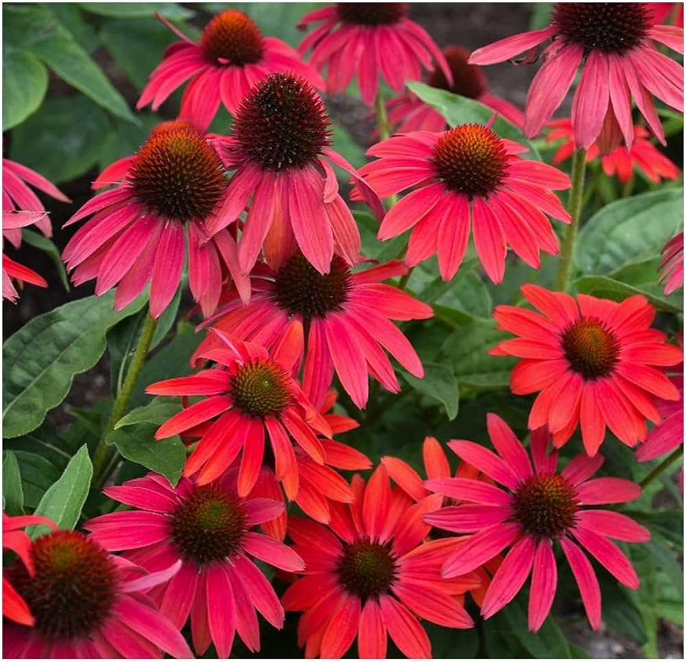 red ruby flower seeds