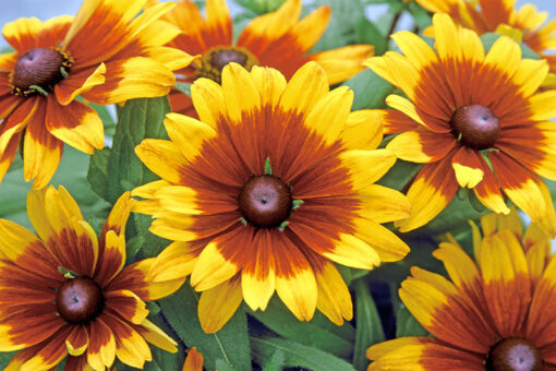 rudbeckiabeckycinnamonbicolorimportedheirloomnongmohighgerminationorganicgarden flower seeds