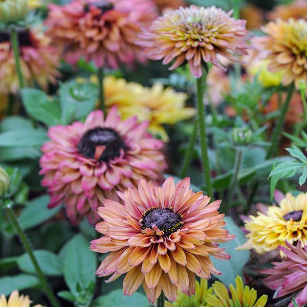 Mixed Rudbeckia Flower Seeds – Heirloom, Non-GMO, High Germination Seeds