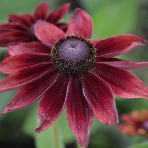 rudbeckia hirta flower seeds