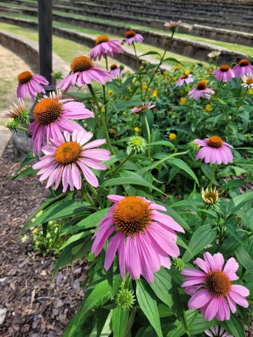 rudbeckiapurpleredimportedheirloomnongmohighgerminationorganicgarden flower seeds