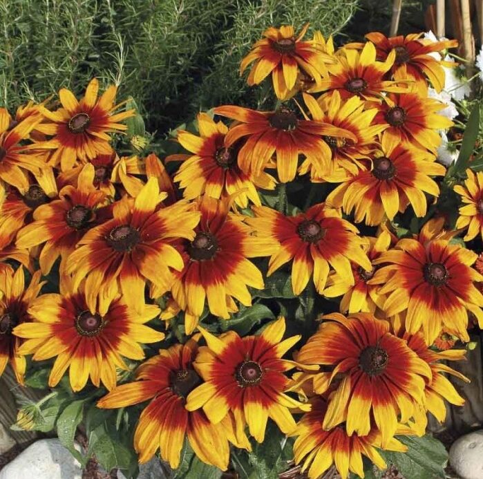 Maroon Yellow Rudbeckia Flower Seeds – Heirloom, Non-GMO, High Germination Seeds