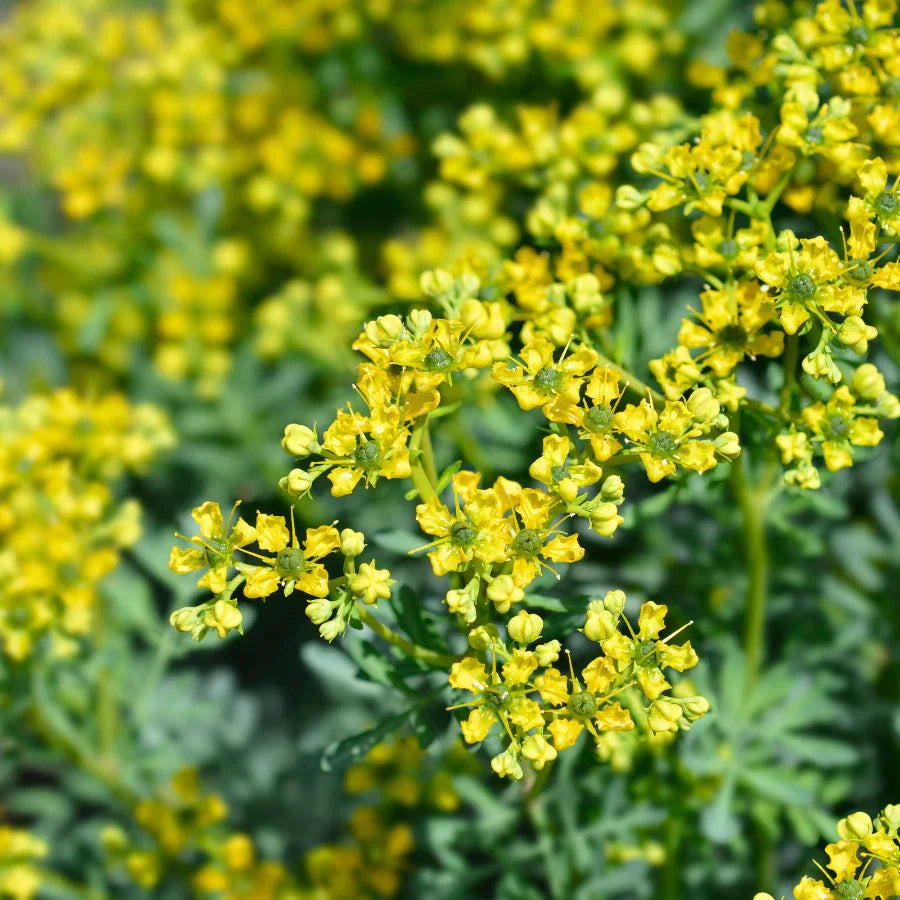 rue ruta flower seeds