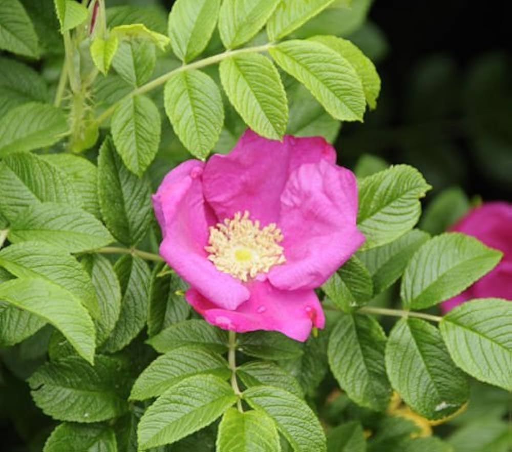 pink rugosa flower seeds
