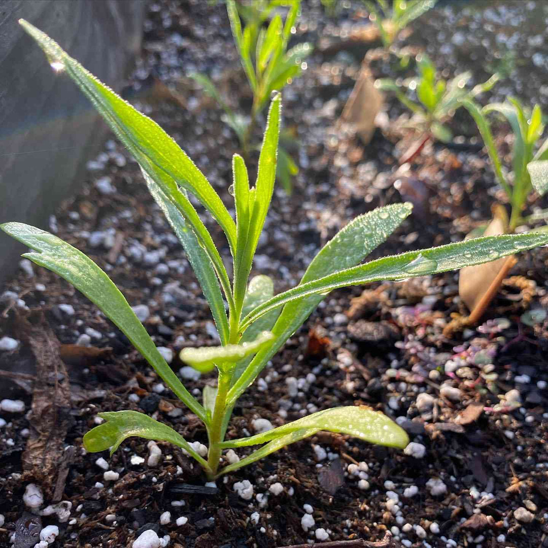 Tarragon Dragoncello herb seeds