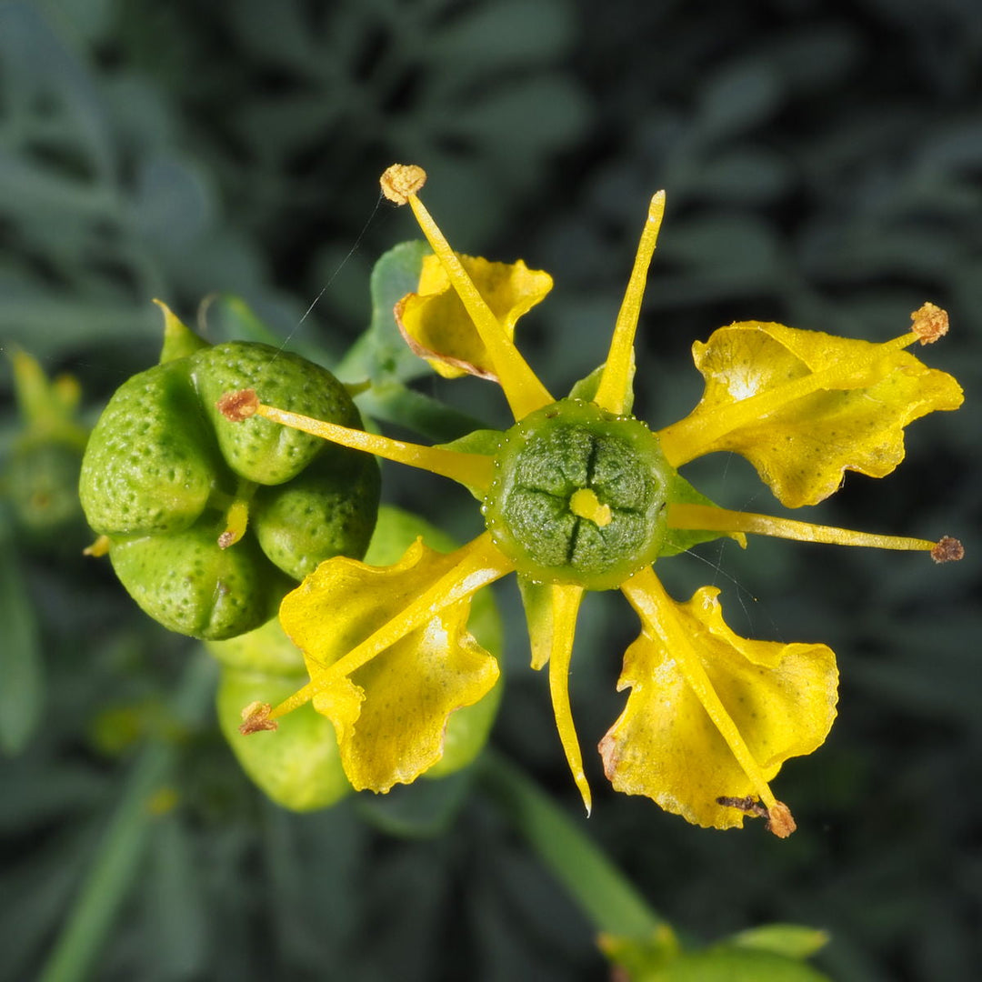 Ruta Plant herb seeds