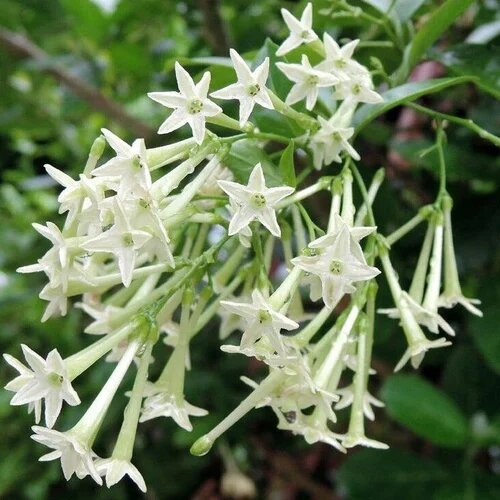 White Night Jasmine Flower Seeds – Heirloom, Non-GMO, High Germination Seeds