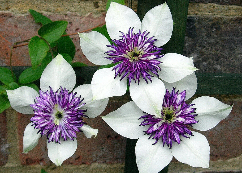 Weiße Violett-Waldreben-Samen – Alte Sorte gentechnikfrei hohe Keimfähigkeit Bio-Gartensamen