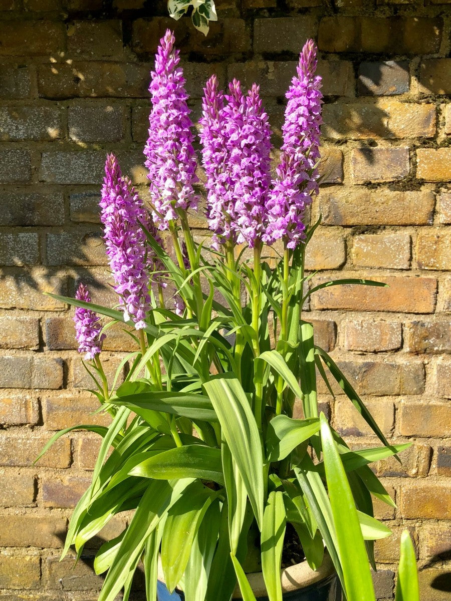 Marsh Orchid Flower Seeds – Heirloom, Non-GMO, High Germination Seeds