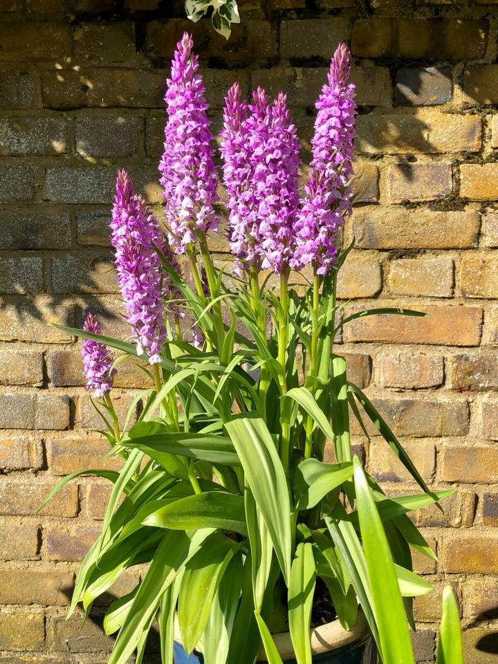 Marsh Orchid Flower Seeds – Heirloom, Non-GMO, High Germination Seeds