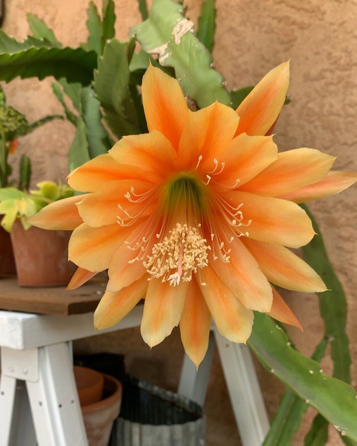 Orange Epiphyllum Oxypetalum Flower Seeds – Heirloom Non-GMO High Germination