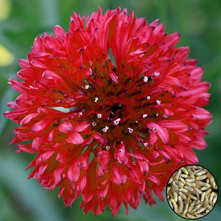 Red Centaurea Flower Seeds for Planting – Heirloom Non-GMO High Germination Seeds