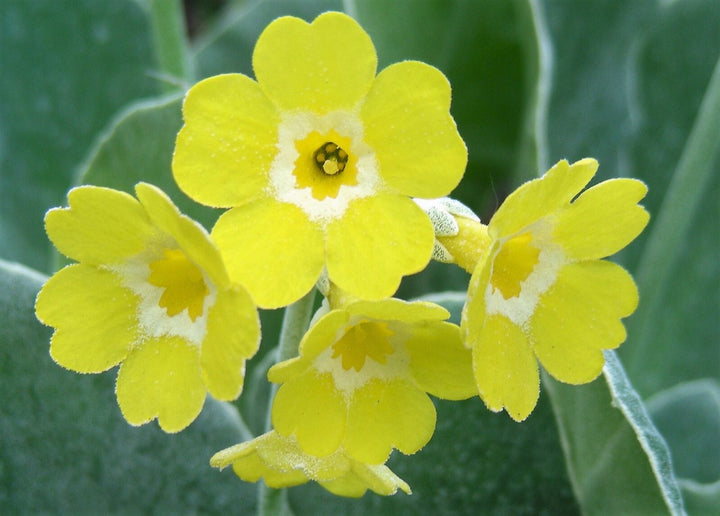 Auricula Flower Seeds Yellow for Planting – Heirloom Non-GMO High Germination Organic Seeds