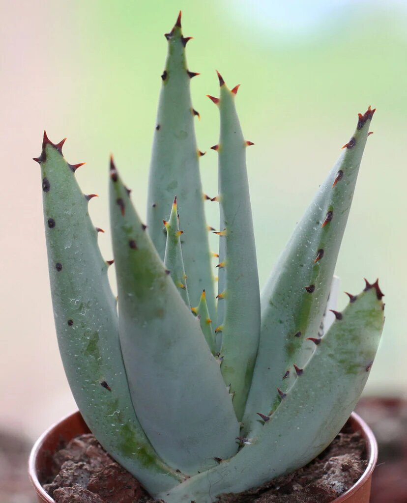 Green Claviflora Jackal’s Plant Seeds for Planting | Heirloom Non-GMO High Germination Organic Garden Seeds