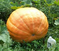 Wallace Whoppers Giant Pumpkin Seeds for Planting – Heirloom Non-GMO High Germination Organic Garden Seeds for Massive Pumpkins