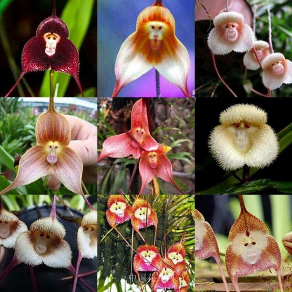 Dracula Simia Flower Seeds – Heirloom, Non-GMO, High Germination Seeds for Planting