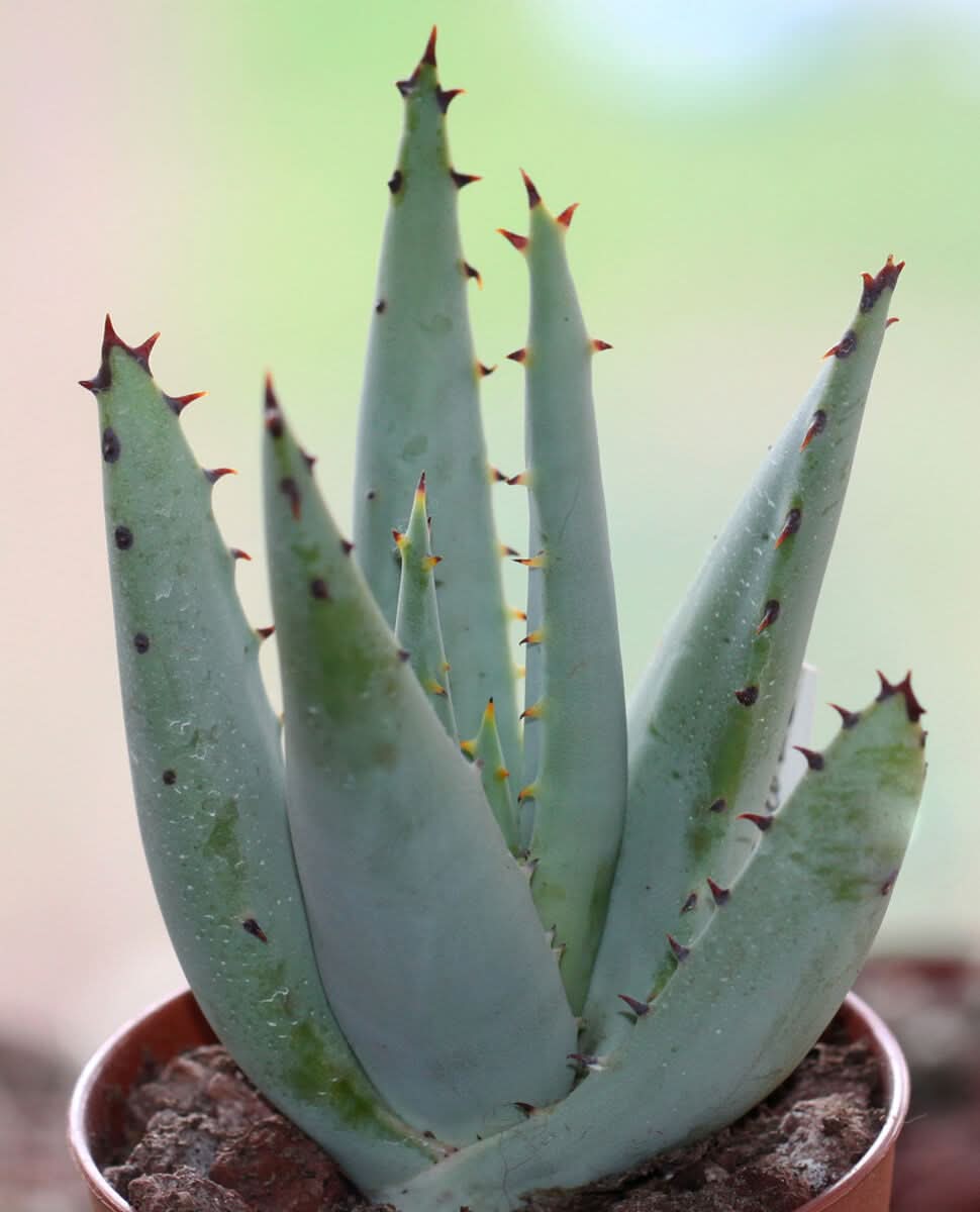 Green Claviflora herb seeds