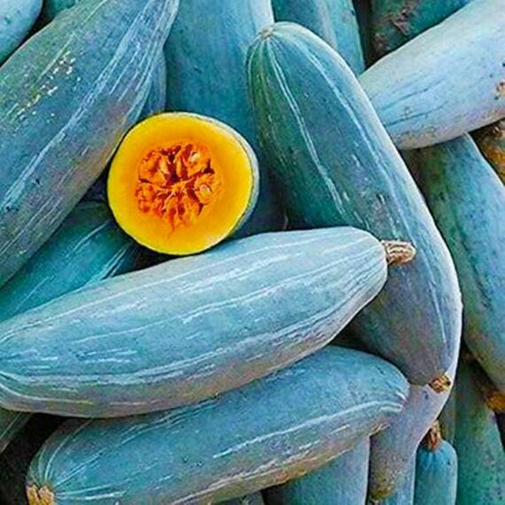 blue guatemalan flower seeds