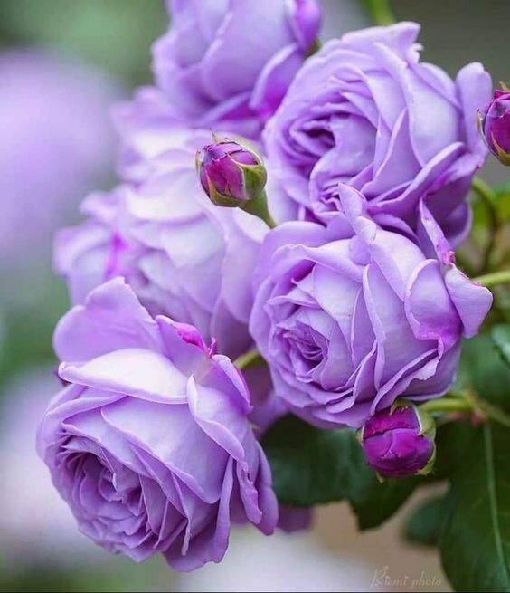 Semillas de flores de Rosa Lavanda – Variedad antigua, sin OGM, semillas de alta germinación