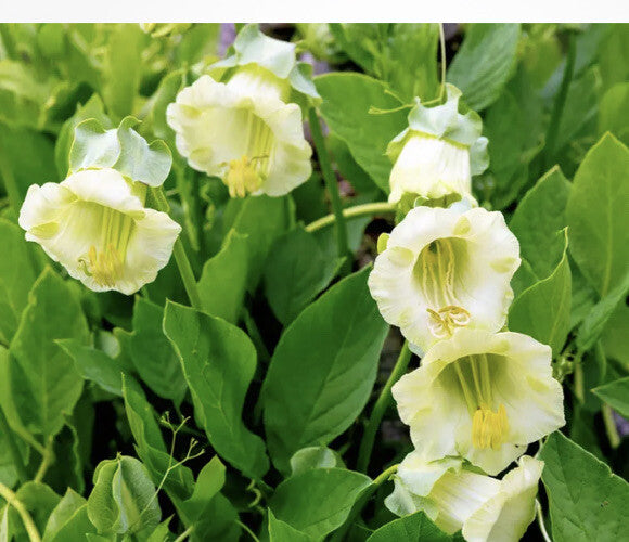 White Green Cobaea Flower Seeds for Planting Heirloom Non-GMO High Germination Organic Garden Seeds