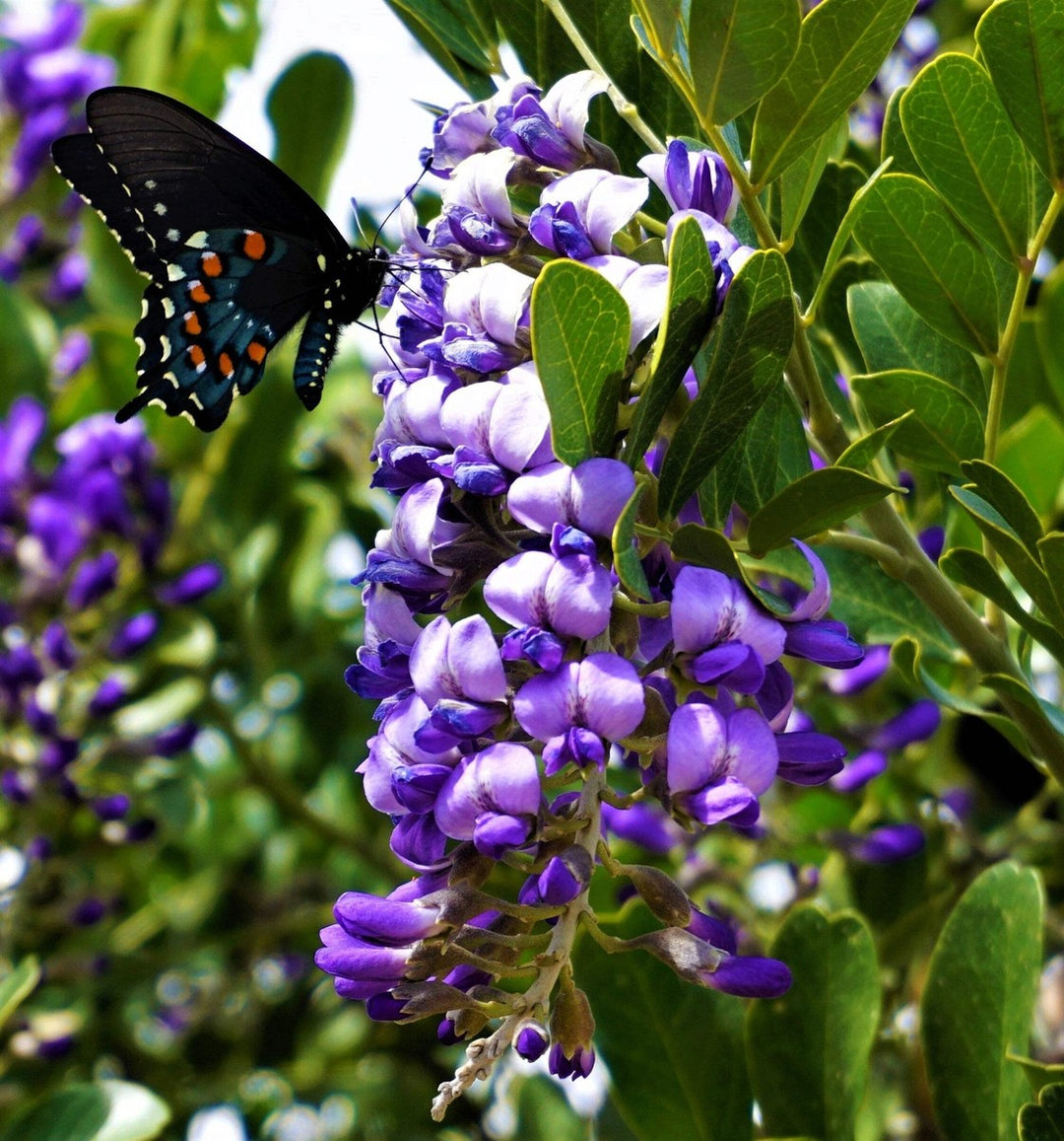 Laurel Flower Seeds Organic Purple – Heirloom, Non-GMO, High Germination Seeds