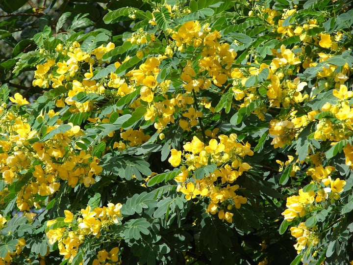 Yellow Diphylleia Flower Seeds – Heirloom, Non-GMO, High Germination Seeds