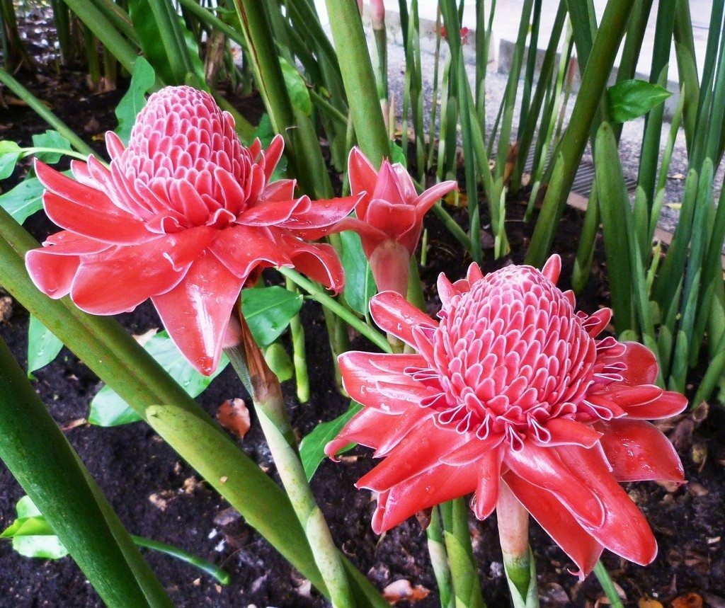 Red Etlingera Flower Seeds for Planting – Heirloom, Non-GMO, High Germination Organic Garden Seeds
