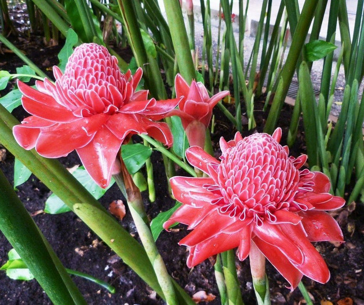 Red Etlingera Flower Seeds for Planting – Heirloom, Non-GMO, High Germination Organic Garden Seeds