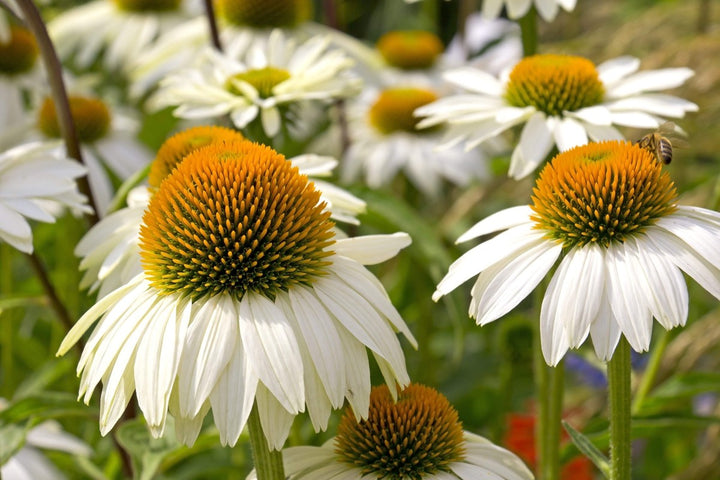 White Echinacea Flower Seeds – Heirloom, Non-GMO, High Germination Seeds for Planting