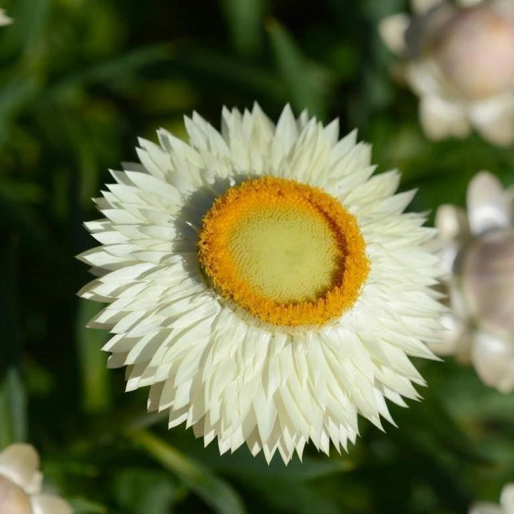 Helichrysum Flower Seeds White Yellow – Heirloom Non-GMO High Germination Seeds