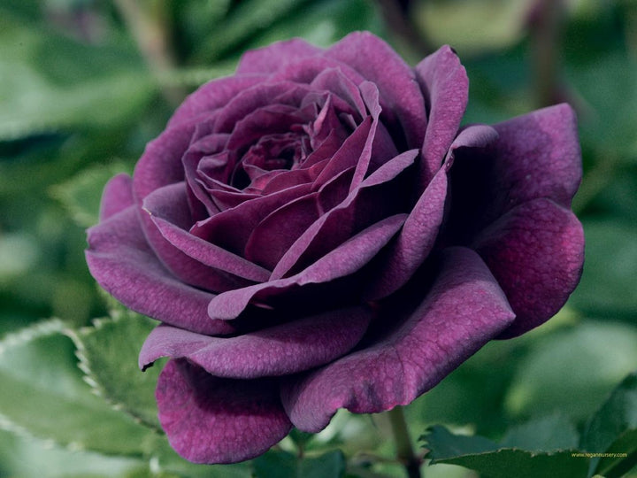 Dark Purple Rose Flower Seeds for Planting Heirloom Non-GMO High Germination Organic Garden Seeds