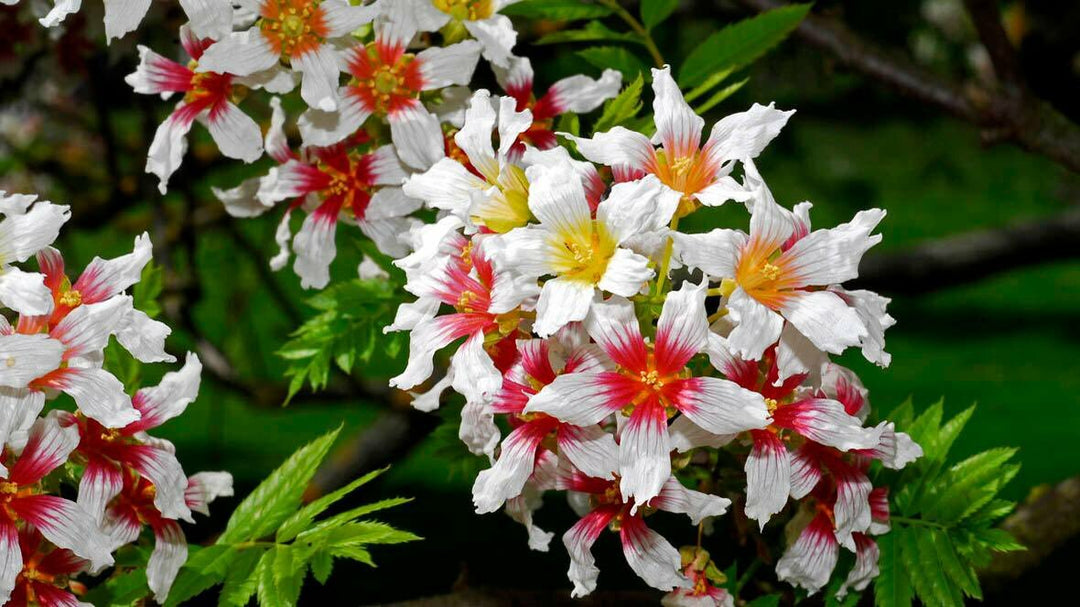 Mixed Xanthoceras Flower Seeds – Heirloom, Non-GMO, High Germination Seeds