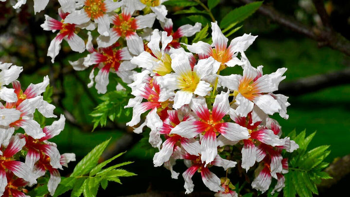 Mixed Xanthoceras Flower Seeds – Heirloom, Non-GMO, High Germination Seeds