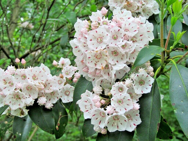 Laurel Flower Seeds Organic White – Heirloom, Non-GMO, High Germination Seeds