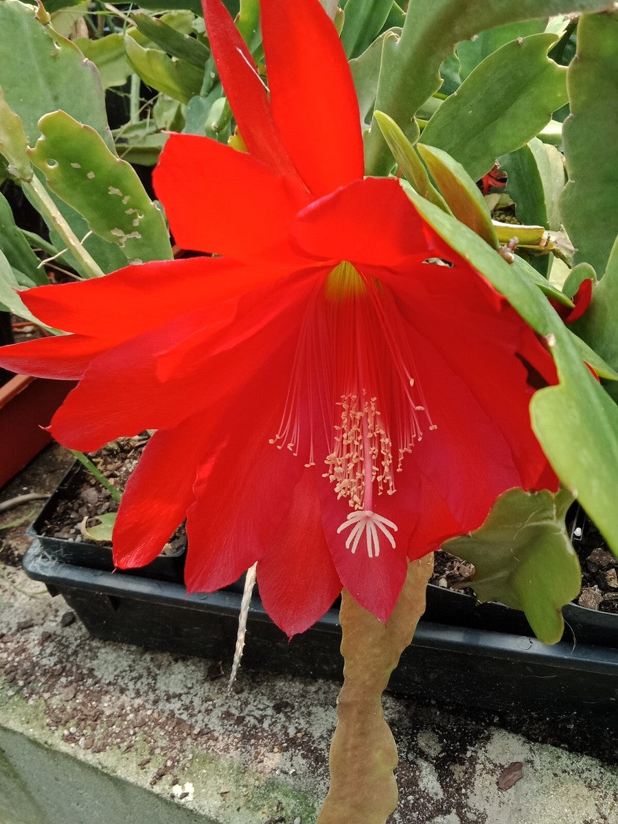 Red Cactus Flower Seeds – Heirloom, Non-GMO, High Germination Seeds