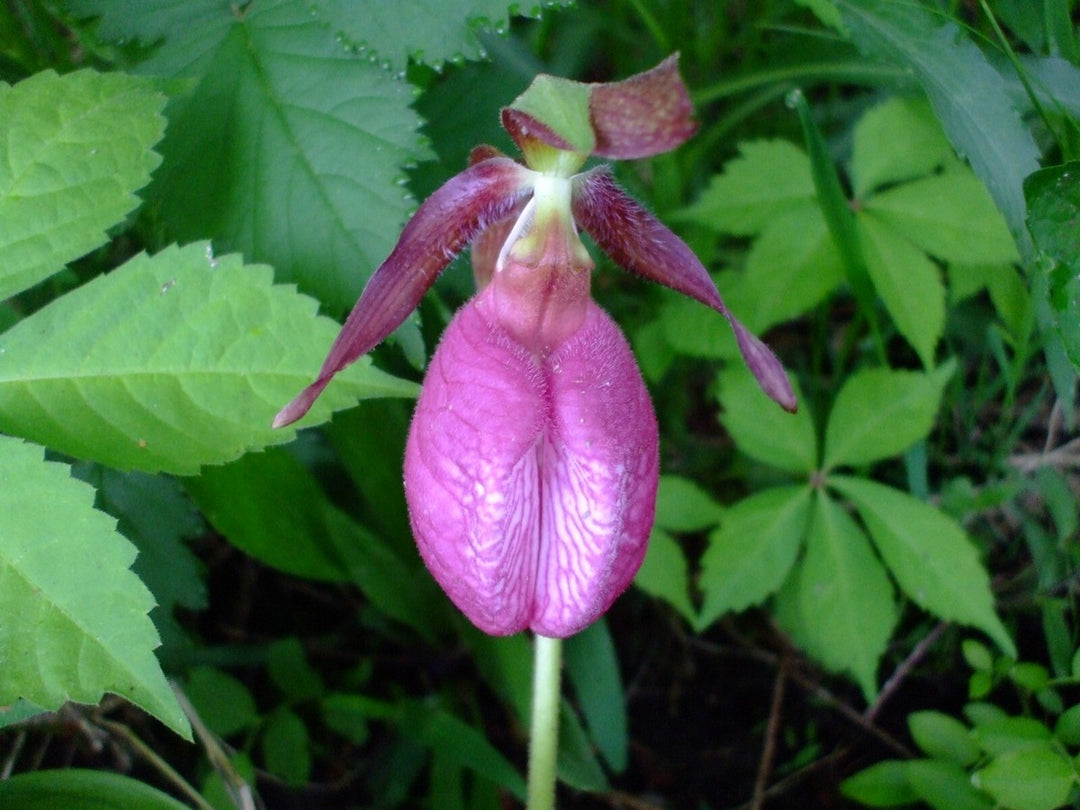 Pink Cypripedium Flower Seeds for Planting – Heirloom Non-GMO High Germination Seeds