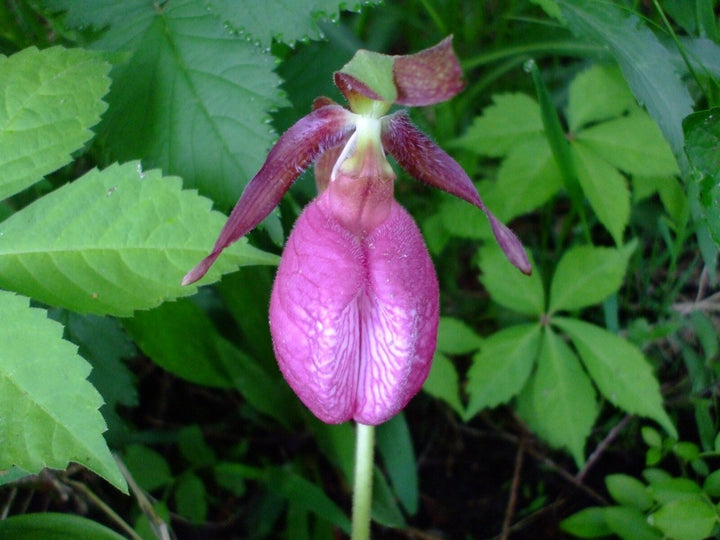 Pink Cypripedium Flower Seeds for Planting – Heirloom Non-GMO High Germination Seeds