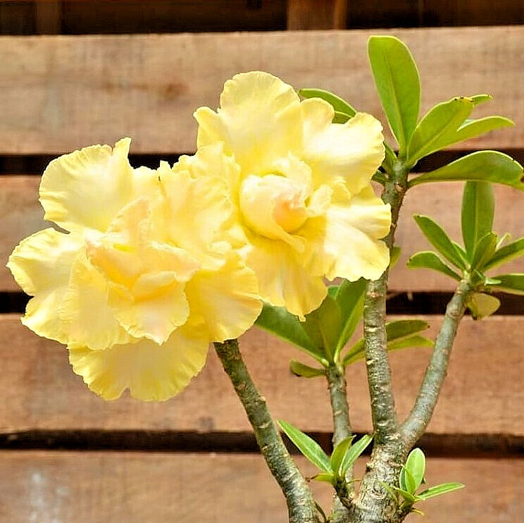 Yellow Adenium Flower Seeds for Planting – Heirloom Non-GMO High Germination Organic Garden Seeds