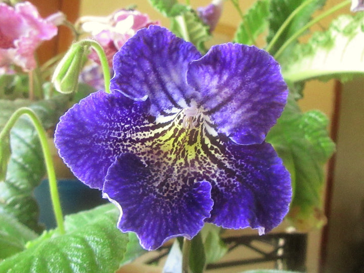 Cape Primrose Flower Seeds – Heirloom, Non-GMO, High Germination Organic Garden Seeds