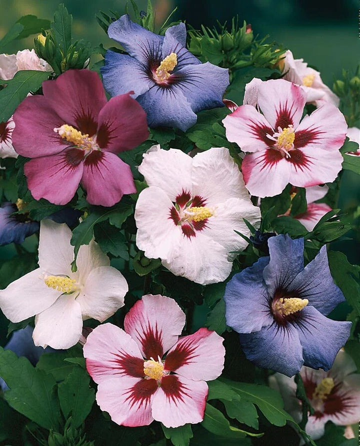Gemischte Sharon-Hibiskus-Syriacus-Blumensamen, alte Sorte, gentechnikfrei, hohe Keimrate, Bio-Gartensamen zum Pflanzen