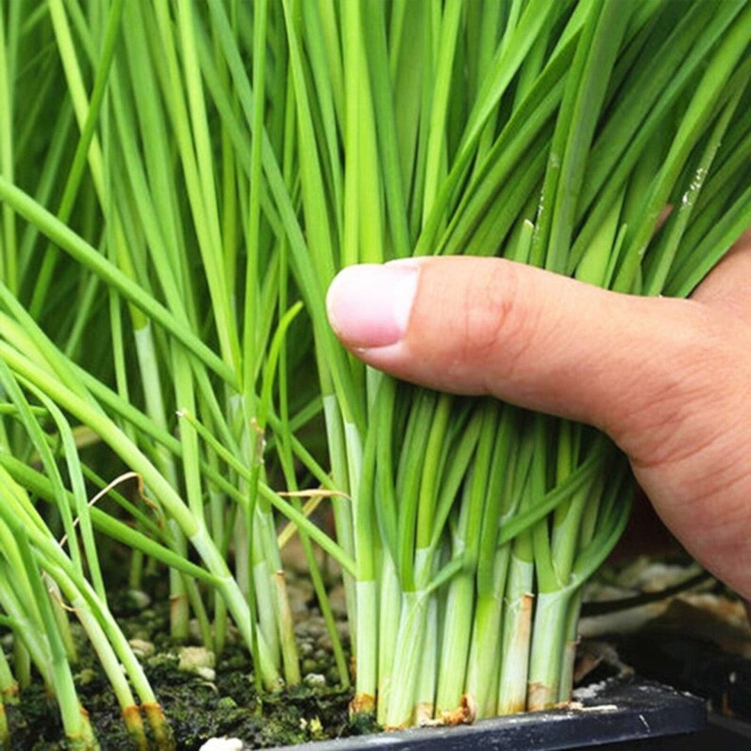 Chive Vegetable herb seeds