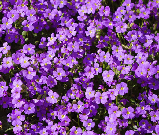 Aubrieta Flower Seeds Purple for Planting – Heirloom Non-GMO High Germination Organic Seeds